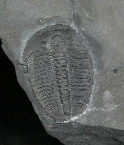 Elrathia Trilobite In Matrix - Utah #6734